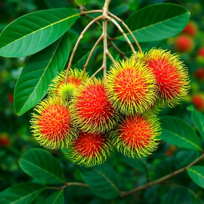 Fresh Kerala Rambutan