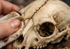 Applying antiquing paint wash technique to a faux animal skull for a realistic bone look.