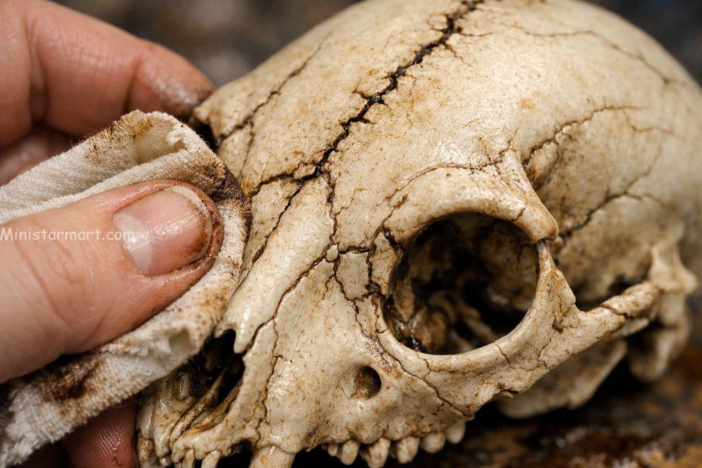 Applying antiquing paint wash technique to a faux animal skull for a realistic bone look.